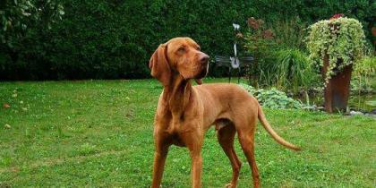 Magyar Vizsla Deckrüde