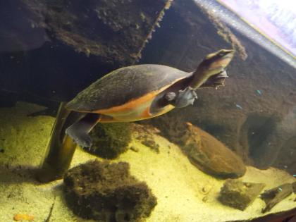Rotbauch-Spitzkopf-Schildkröte inkl. komplettem Aquarium abzugeben -zu verschenken-