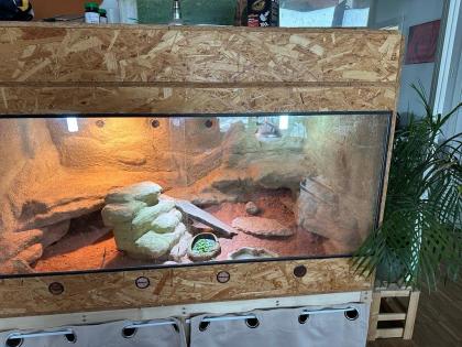 Bartagame mit Terrarium