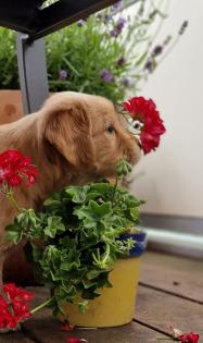 Golden Retriever Rüde