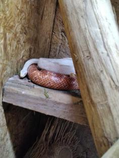 Kornnattern 1 Albino 1 rot mit terrarium