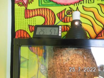 Schwarzstreifen Taggeckos in neuem Terrarium