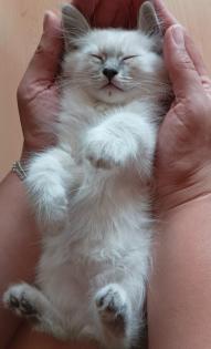 Katze Kater Heilige Birma Kitten ähnlich Ragdoll