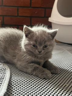 2 BKH Kitten an liebevolle Hände abzugeben