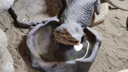 Bartagame samt Terrarium