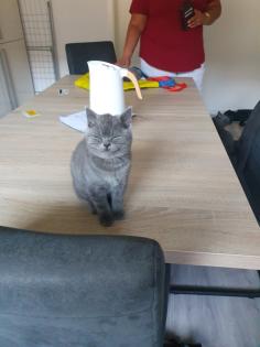Bkh Katzen zu verkaufen