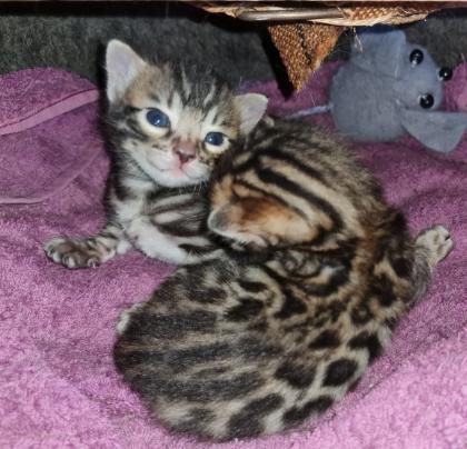 Wunderschöne Bengal Kitten, Mini Leoparden