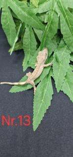 Correlophus ciliatus Kronengeckos 0. 0. 12