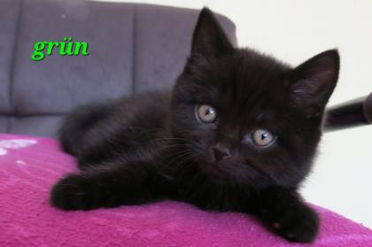 Reinrassige Britisch Kurzhaar BKH Kitten, Vater mit Stammbaum