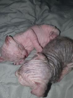 Süße Sphinx kitten