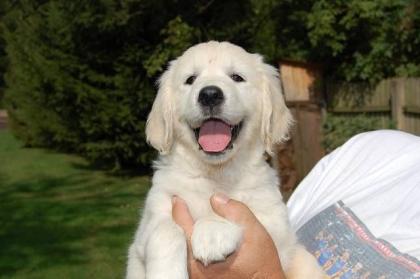 Golden Retriever Welpen vom Züchter