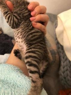 Sphynx Kitten