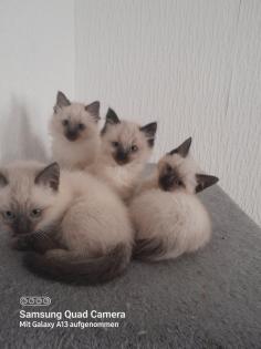 Süsse siam kitten verkaufen