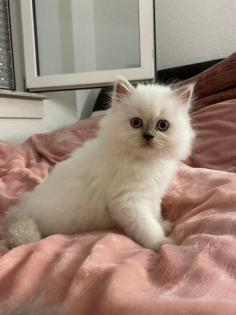 Perser Kitten