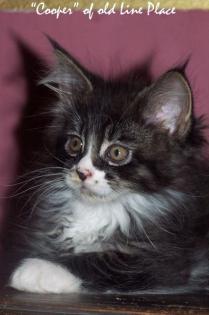Typvoller Maine Coon Jungkater