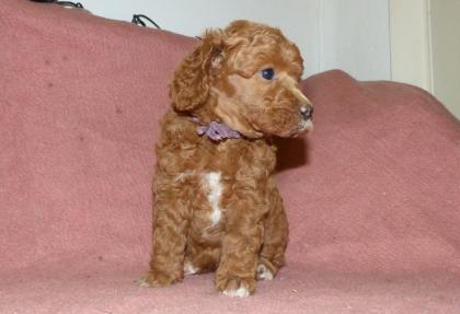 3 süße Kleinpudel Hündinnen, Pudel in Brindle, Black and Tan, Fawn mit Weiß