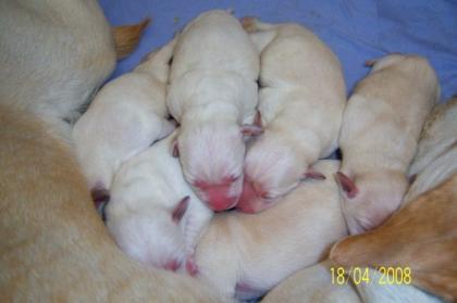 Labrador Welpen, Blond,