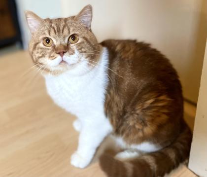 BKH-SRS Silver und tabby, Chocolate und Cinnamon