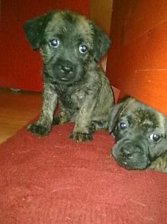 Rüde Hündin Mischlings Hunde Welpen abzugeben.
