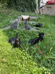 Mischling Katzen Kitten Baby