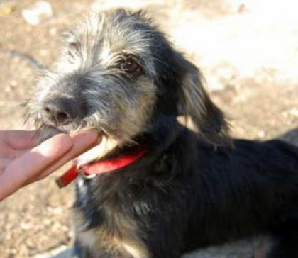 Patatouka das Griffon Mix-Mädchen fände eine Familie mit Kindern klasse