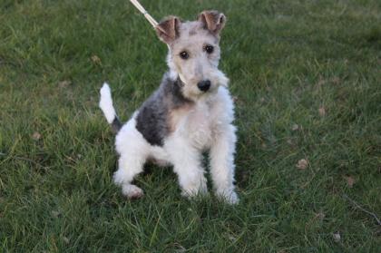 Drahthaar Foxterrier Welpen.
