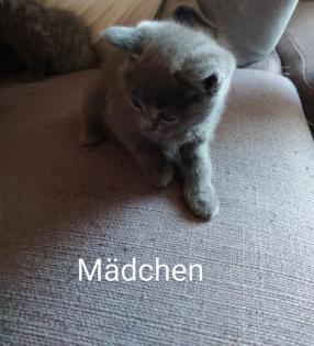 Geschwisterpäärchen nur zusammen abzugeben