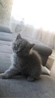 Britisch Kurzhaar Kitten