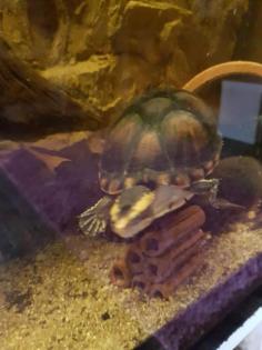 Wasserschildkröte Kinosternon leucostomum postinguinale