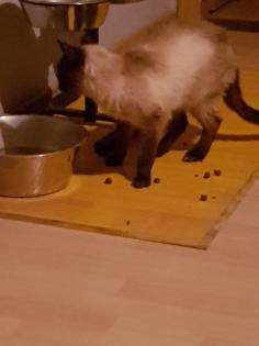 SIAM KATZE GEFUNDEN