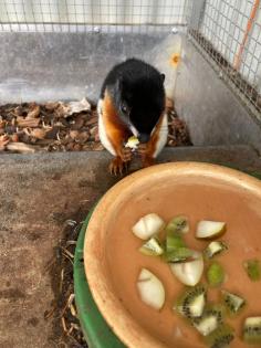 2 Schönhörnchen, Männchen, 1. 5 Jahre-Preis für beide