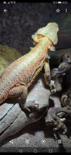 Verkaufe 2 Bartagamen mit riesigem Terrarium und gesamten Zubehör