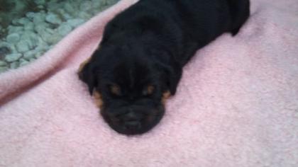 7 süße Rottweilerwelpen suchen ein liebevolles zu Hause