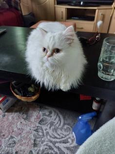 2 kleine Persa Katzen zuverkaufen
