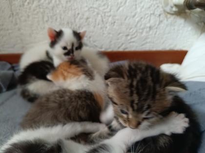 Katzenbabys abzugeben