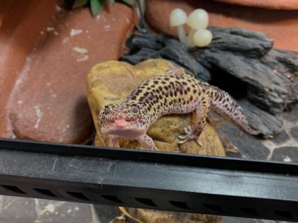 Leopardgeckos suchen neues zu Hause