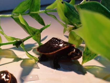 Wasserschildkrötennachwuchs zu verkaufen