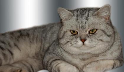 Deckkater, Britisch-Kurzhaar, Silbertabby, Blutgruppe A-, VIEL ERFAHRUNG