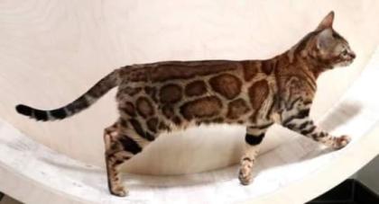 Tris, 2, 5, wk, sucht ein Zuhause