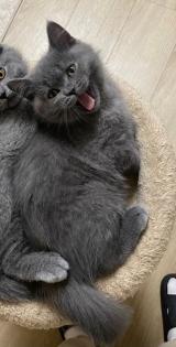 Britisch Kurz Haar BHK Kitten Kater