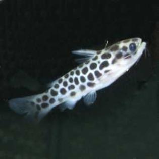 Tatia perugiae - Kleiner Jaguarwels / Schlafwels