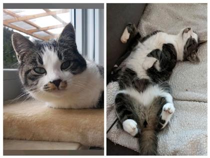 Kater /Katze vermisst, entlaufen, gesucht