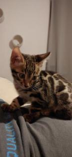 Bengalkitten zu verkaufen