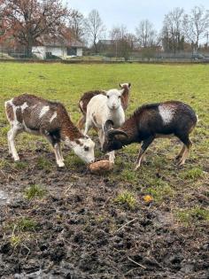Mufflon Widder Wildschaf Muffelwild