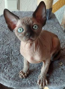 Canadische Sphynx Kitten