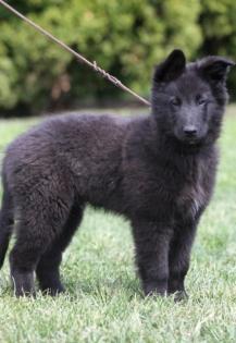 Belgischer Schäferhund Groenendael mit Papiere