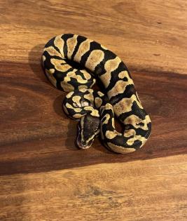 Königspython, Jungtiere, Ballpython