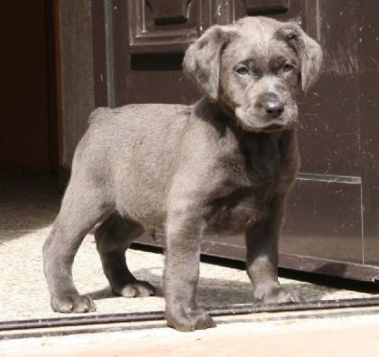 Labradorwelpen in silber und charcoal ab Anfang März abzugeben