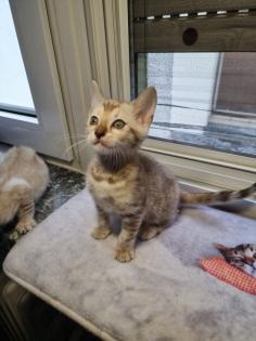 Bengalkitten reinrassig mit Stammbaum