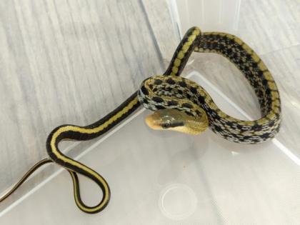 Orthriophis taeniurus frisei - Taiwanesische Schönnatter NZ 21